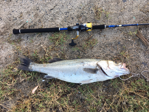 スズキの釣果