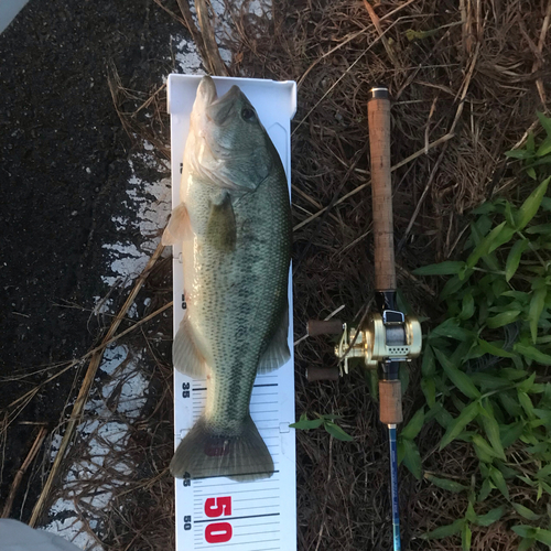 ブラックバスの釣果