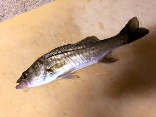 セイゴ（タイリクスズキ）の釣果