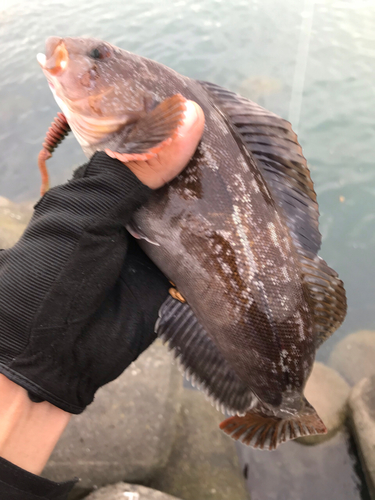 アイナメの釣果