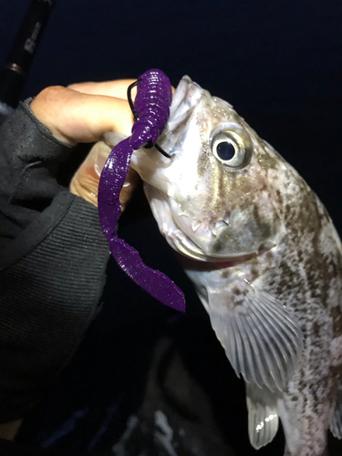 クロソイの釣果