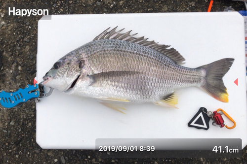 チヌの釣果