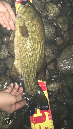 スモールマウスバスの釣果