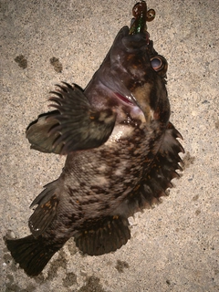 オウゴンムラソイの釣果