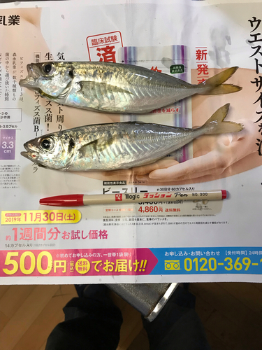 アジの釣果