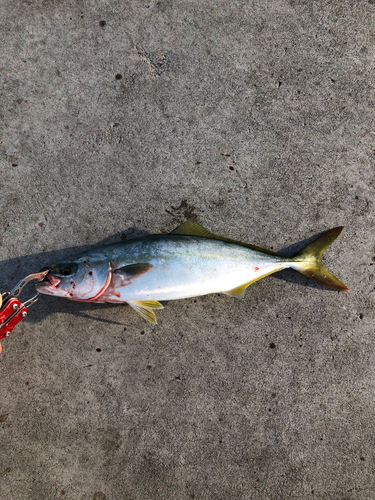 ワカシの釣果