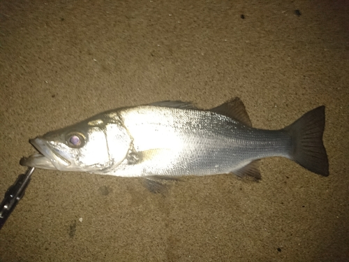 セイゴ（ヒラスズキ）の釣果