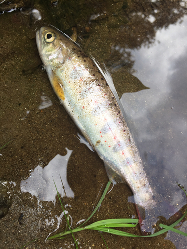 アマゴの釣果