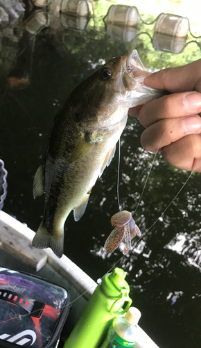 ラージマウスバスの釣果