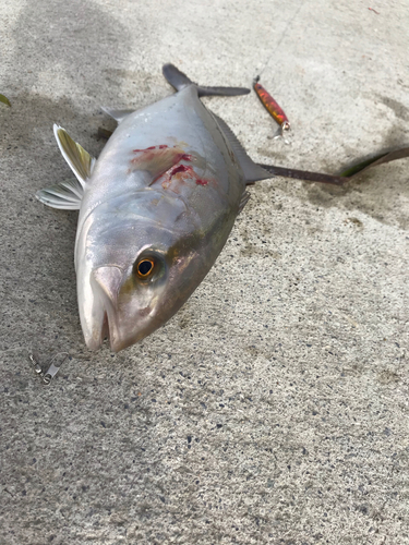 ショゴの釣果