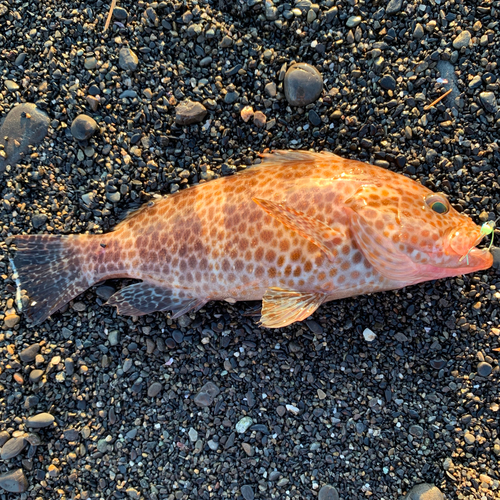 オオモンハタの釣果