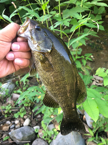 スモールマウスバスの釣果