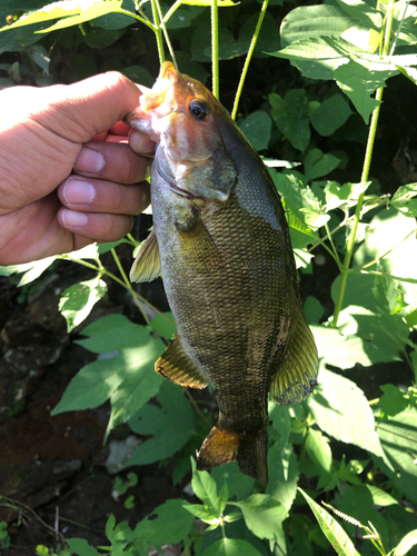 スモールマウスバスの釣果