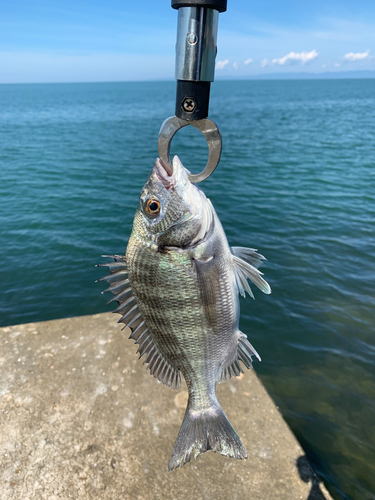 チヌの釣果