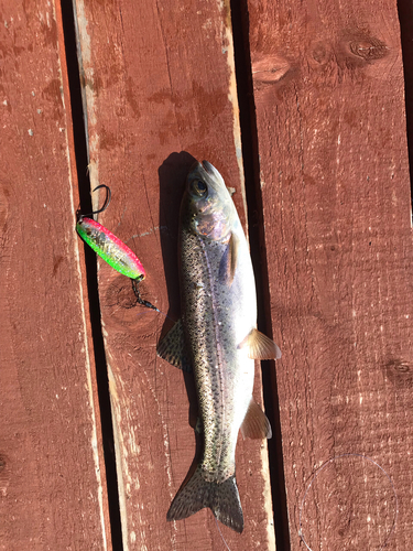 ニジマスの釣果