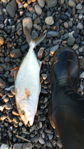 ショゴの釣果