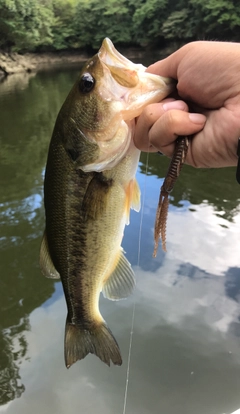 ラージマウスバスの釣果