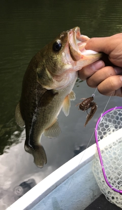 ラージマウスバスの釣果