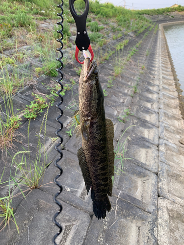 ライギョの釣果