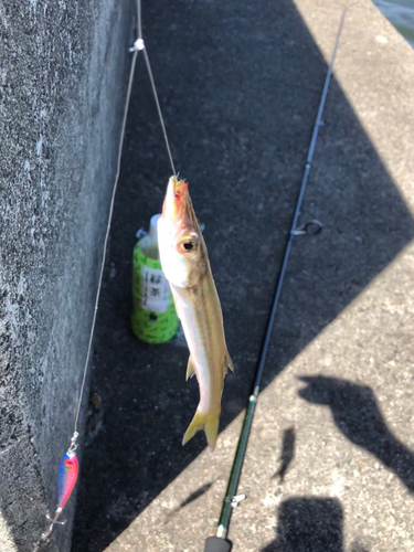 カマスの釣果