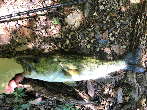 ラージマウスバスの釣果