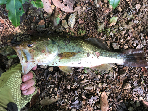 ラージマウスバスの釣果