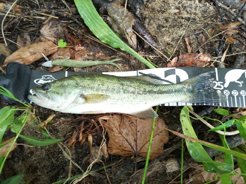 ブラックバスの釣果