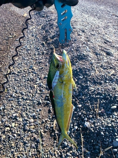 シイラの釣果