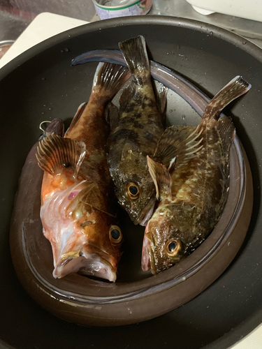 カサゴの釣果