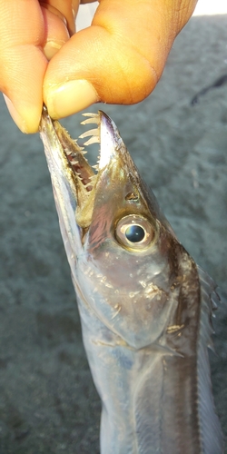 タチウオの釣果