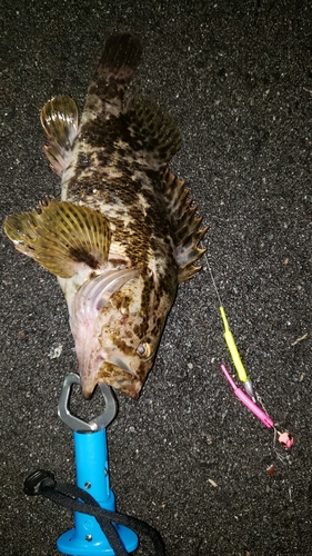 ベッコウゾイの釣果