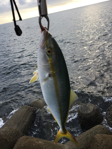 イナダの釣果