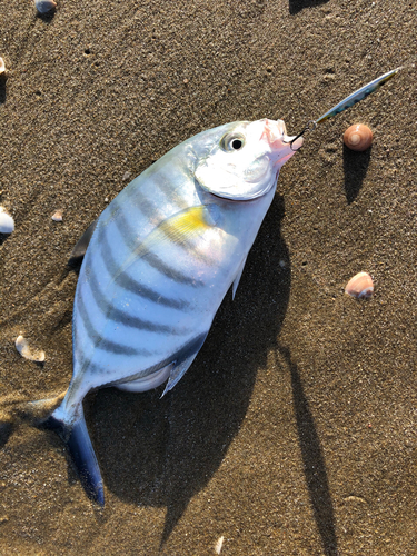 カスミアジの釣果