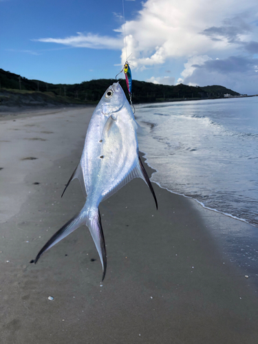 コバンアジの釣果