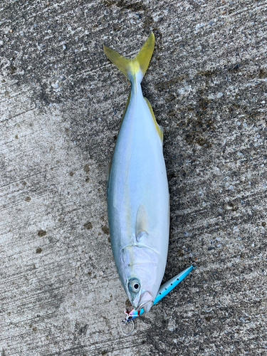 ワカシの釣果