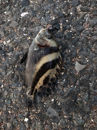 コショウダイの釣果