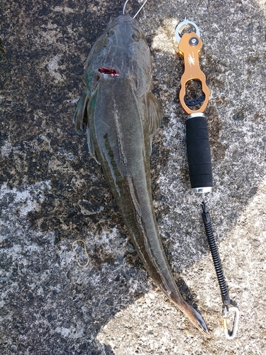 マゴチの釣果