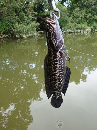 ライギョの釣果