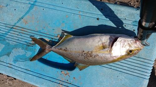 カンパチの釣果