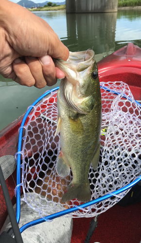 ラージマウスバスの釣果