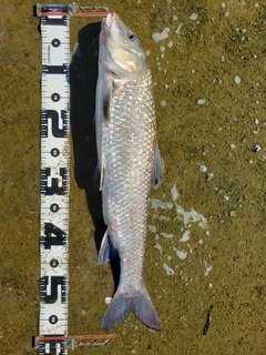 ニゴイの釣果