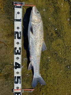 ニゴイの釣果
