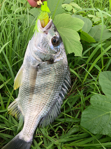 キビレの釣果