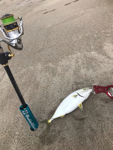 ワカシの釣果