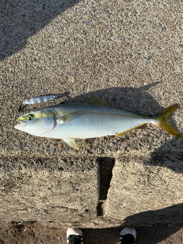 ツバスの釣果