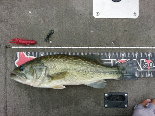 ブラックバスの釣果