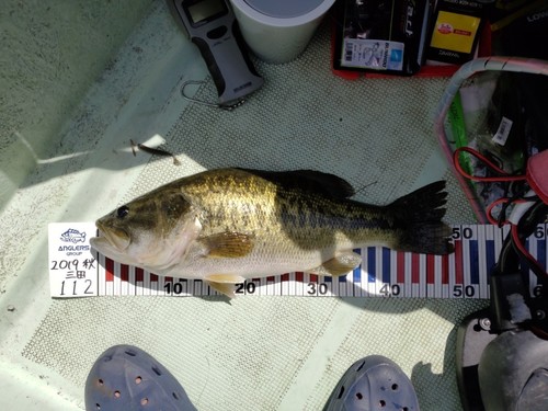 ブラックバスの釣果