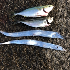 イナダの釣果