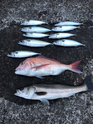 スズキの釣果