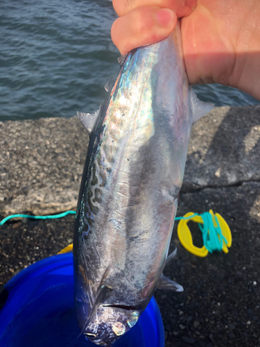 カツオの釣果